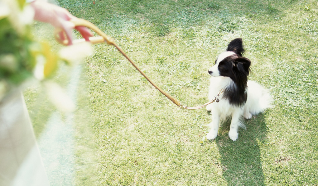 犬や猫の保護・動物愛護